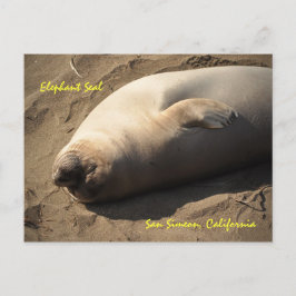 Elephant Siegel San Simeon, Kalifornien Postkarte