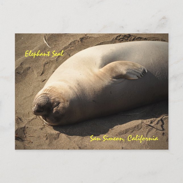 Elephant Siegel San Simeon, Kalifornien Postkarte (Vorderseite)