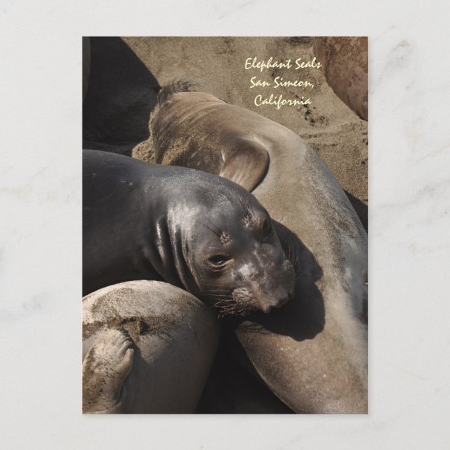 Elephant Siegels, San Simeon, Kalifornien Postkarte (Vorderseite)