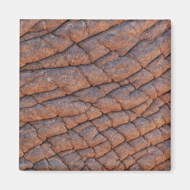 Elephant Skin Magnet (Vorne)