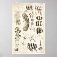 Elephant Teeth Veterinary Dental Anatomie Print