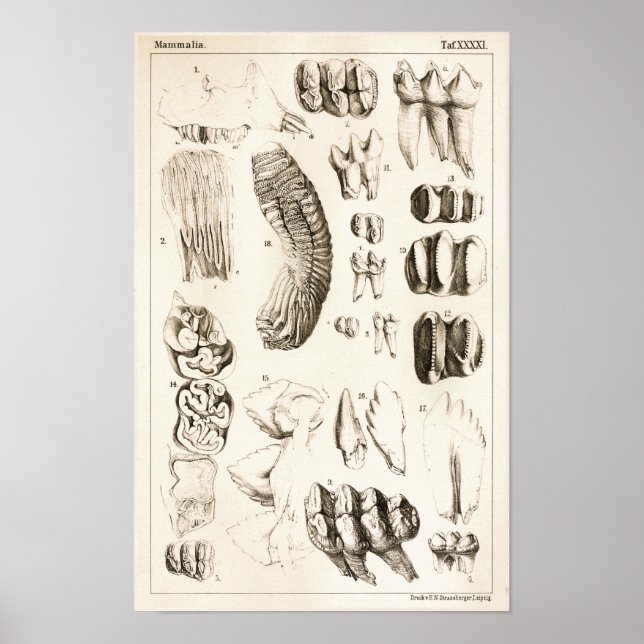 Elephant Teeth Veterinary Dental Anatomie Print Poster (Vorne)