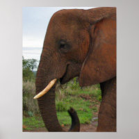 Elephant Upload in Africa Poster