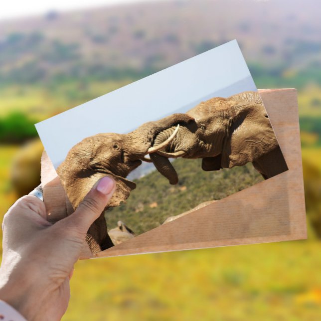 Elephanten Tussling Postcard Postkarte (Von Creator hochgeladen)