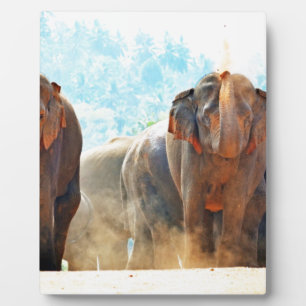 Elephants Animals Safari Destiny Peace Liebe Fotoplatte