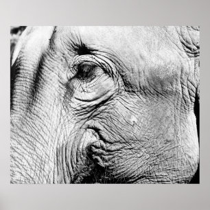 Elephants Auge, 2017 Poster