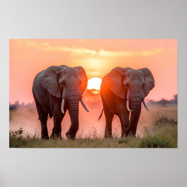 Elephants Walking in Sunset Poster (Vorne)