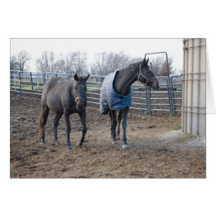 Élevage agricole Cheval Buddies