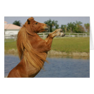 Élevage de chevaux miniatures