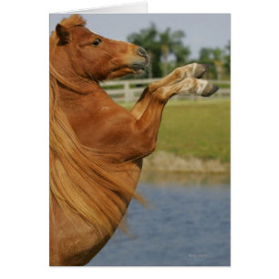 Élevage miniature de cheval