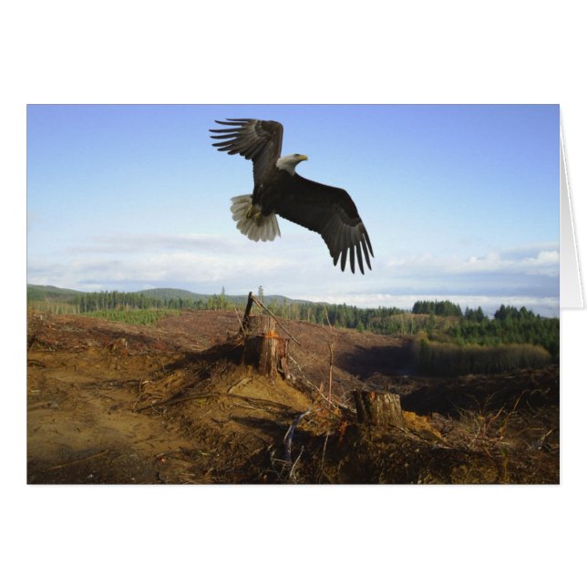 Élevée (Devant horizontal)