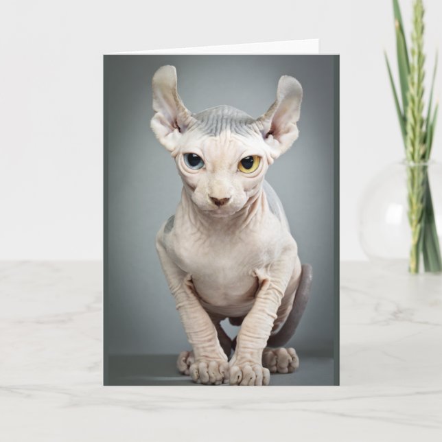 Elf Sphinx Cat Fotograf Karte (Vorderseite)