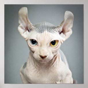 Elf Sphinx Cat Fotograf Poster