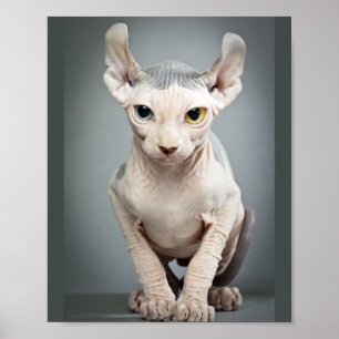 Elf Sphinx Cat Fotograf Poster