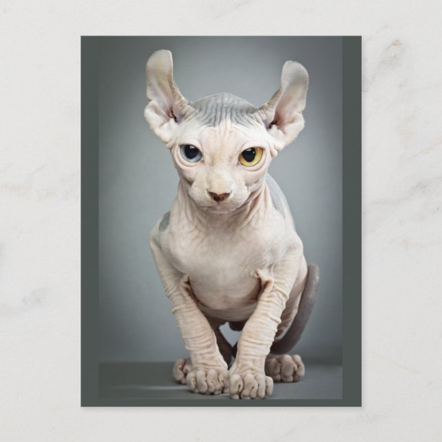 Elf Sphinx Cat Fotograf Postkarte (Vorderseite)