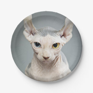 Elf-Sphinx-Katzen-Fotografie-Bild Pappteller