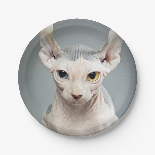 Elf-Sphinx-Katzen-Fotografie-Bild Pappteller (Vorderseite)