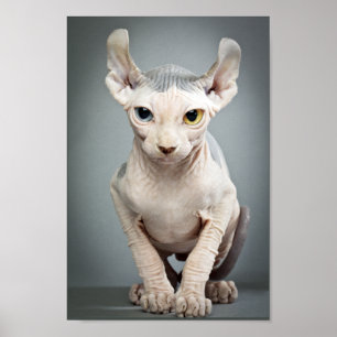 Elf-Sphinx-Katzen-Fotografie Poster
