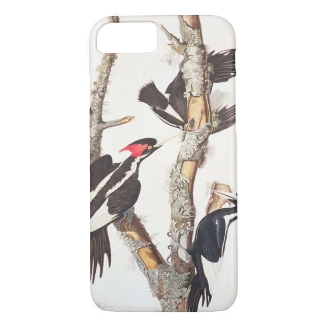 Elfenbein-berechneter Specht, 1829, () Case-Mate iPhone Hülle (Rückseite)