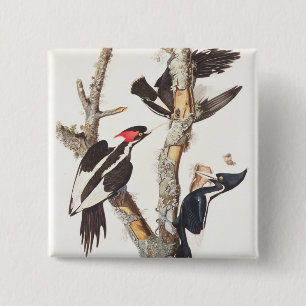 Elfenbein-berechneter Specht, 1829, (Druck) Button