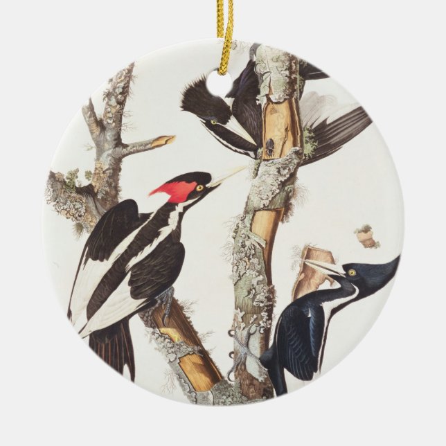 Elfenbein-berechneter Specht, 1829, (Druck) Keramik Ornament (Vorne)