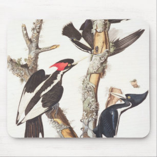 Elfenbein-berechneter Specht, 1829, (Druck) Mousepad