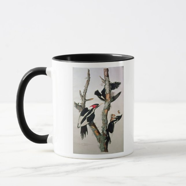 Elfenbein-berechneter Specht, 'von den Vögeln von Tasse (Links)