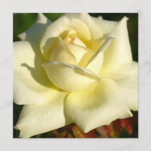 Elfenbein-Rosen-Einladung Einladung