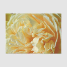 Elfenbein-Rosen-Seidenpapier