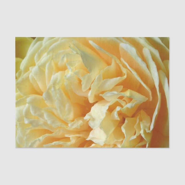 Elfenbein-Rosen-Seidenpapier Seidenpapier (Vorderseite)