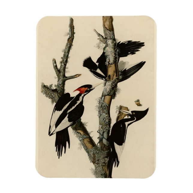 Elfenbeinflecker Audubons Vögel Amerikas Magnet (Vertikal)