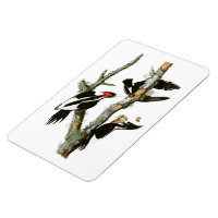 Elfenbeinspecht Audubon Birds of America