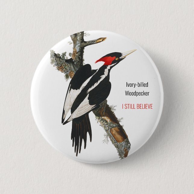 Elfenbeinspecht, Audubon, ich glaube noch, Button (Vorderseite)