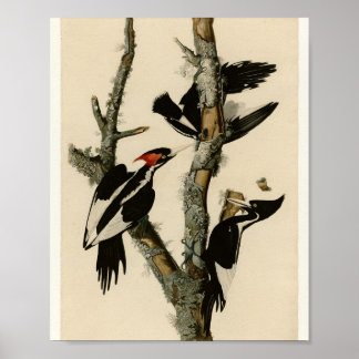 Elfenbeinspecht — Audubon Tafel 66 Poster