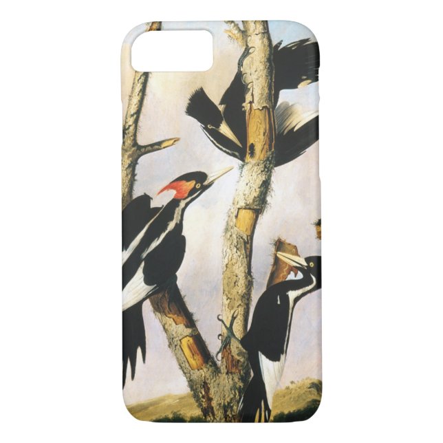 Elfenbeinspecht (Joseph Bartholomew Kidd) Case-Mate iPhone Hülle (Rückseite)