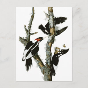 Elfenbeinspecht von Audubon Postkarte