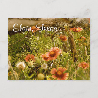 Elgin Texas Wildblume Postkarte