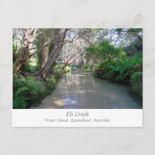 Eli Creek, Fraser Island, Australien - Postcard Postkarte (Vorderseite)