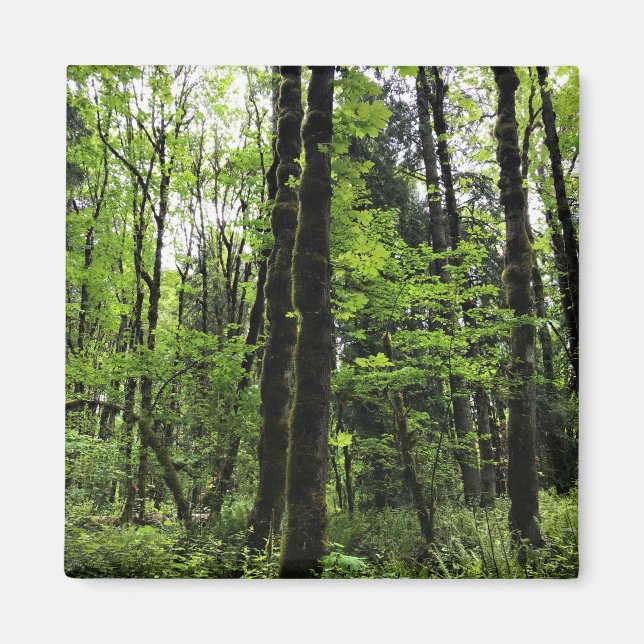 Elijah Bristow Staat Park, Dexter, Oregon Magnet (Vorne)