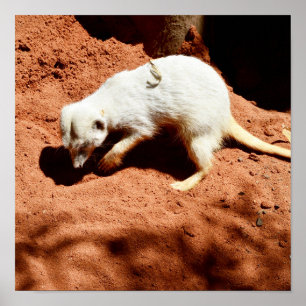 Éliminateur de bogues suricate, Affiche