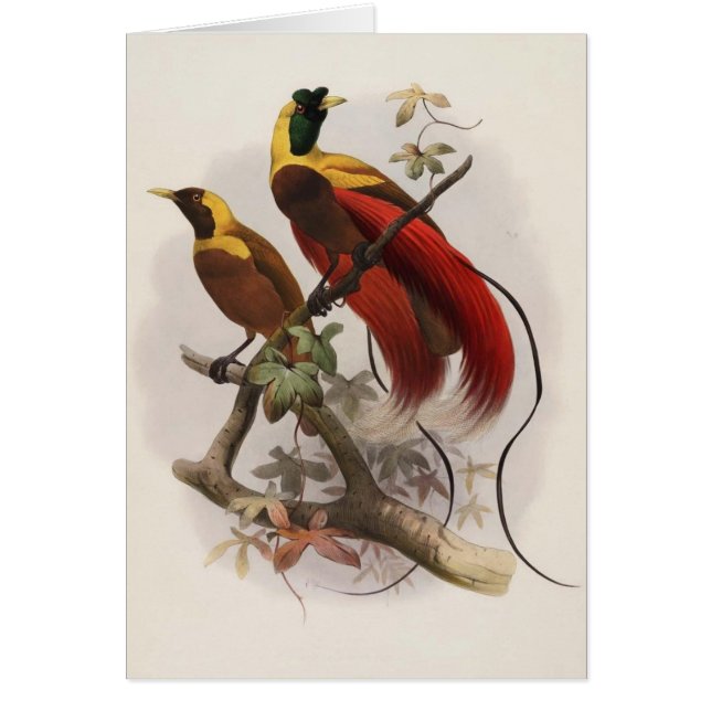 Eliot - Paradisea sanguinea - roter Paradiesvogel (Vorne)