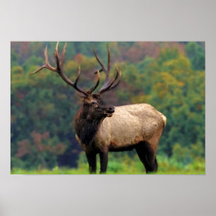 Elk 19x13 Poster