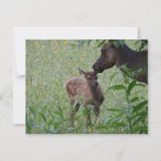 Elk and Calf – Great Smoky Mountains Wildlife Mitteilungskarte