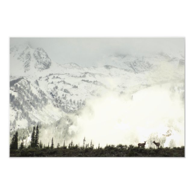 Elk at Grand Teton National Park Fotografy Fotodruck (Vorne)