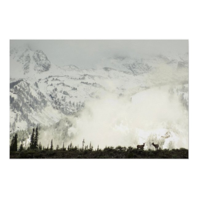 Elk at Grand Teton National Park Fotografy Poster (Vorderseite)