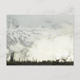 Elk at Grand Teton National Park Fotografy Postkarte