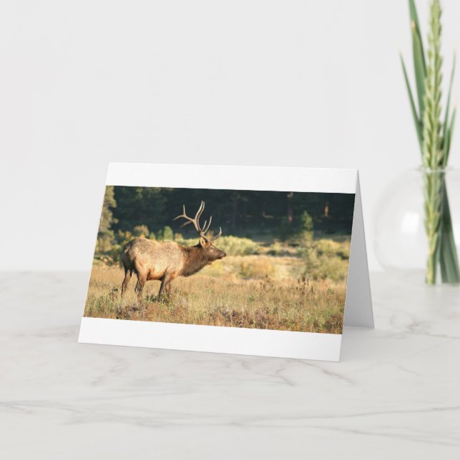Elk Buck Karte (Vorderseite)