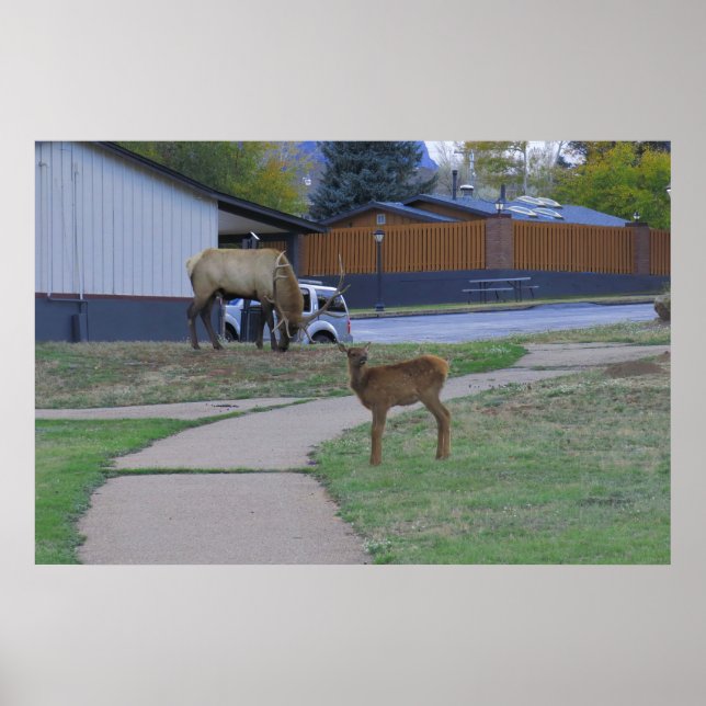 Elk Bull and Calf Poster (Vorne)