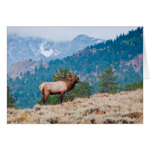 Elk (Cervus Elephus) Bulle