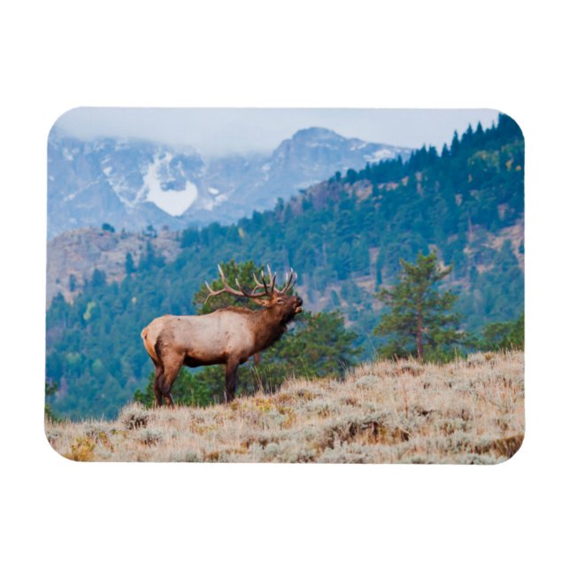 Elk (Cervus elephus) Magnet (Horizontal)